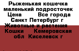 Рыженькая кошечка маленький подросточек › Цена ­ 10 - Все города, Санкт-Петербург г. Животные и растения » Кошки   . Кемеровская обл.,Киселевск г.